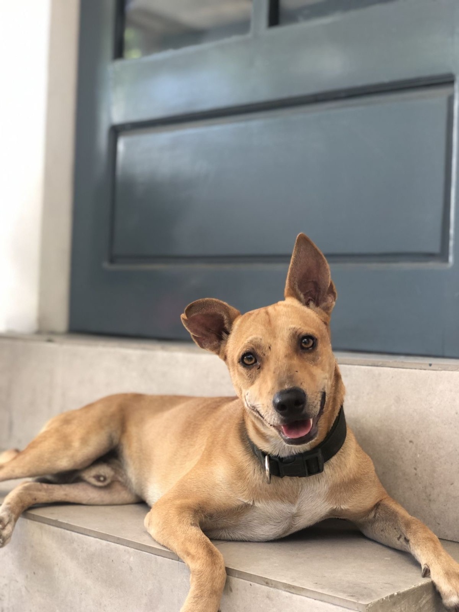 TJ the Openspace Katipunan dog
